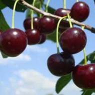 Саженец Вишня Шоколадница